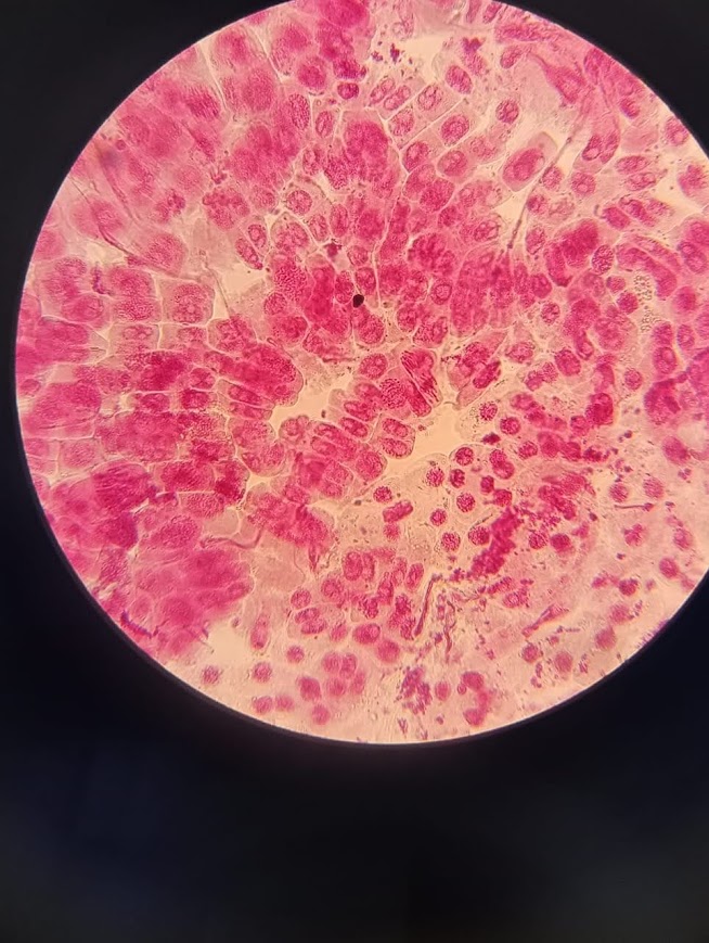 Cell Division Mitosis: How Life Multiplies at the Cellular Level