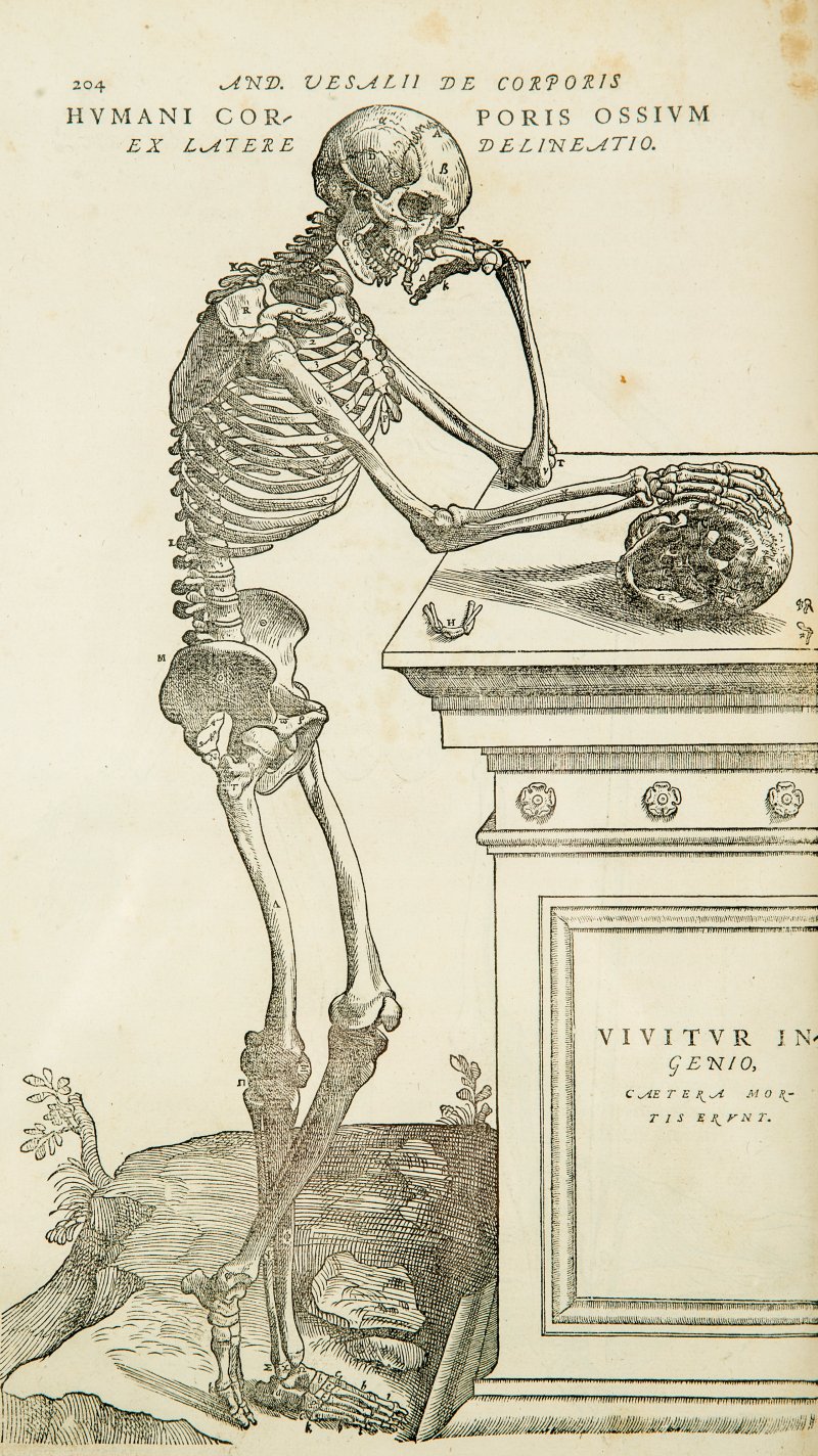 How to Study for Anatomy and Physiology
