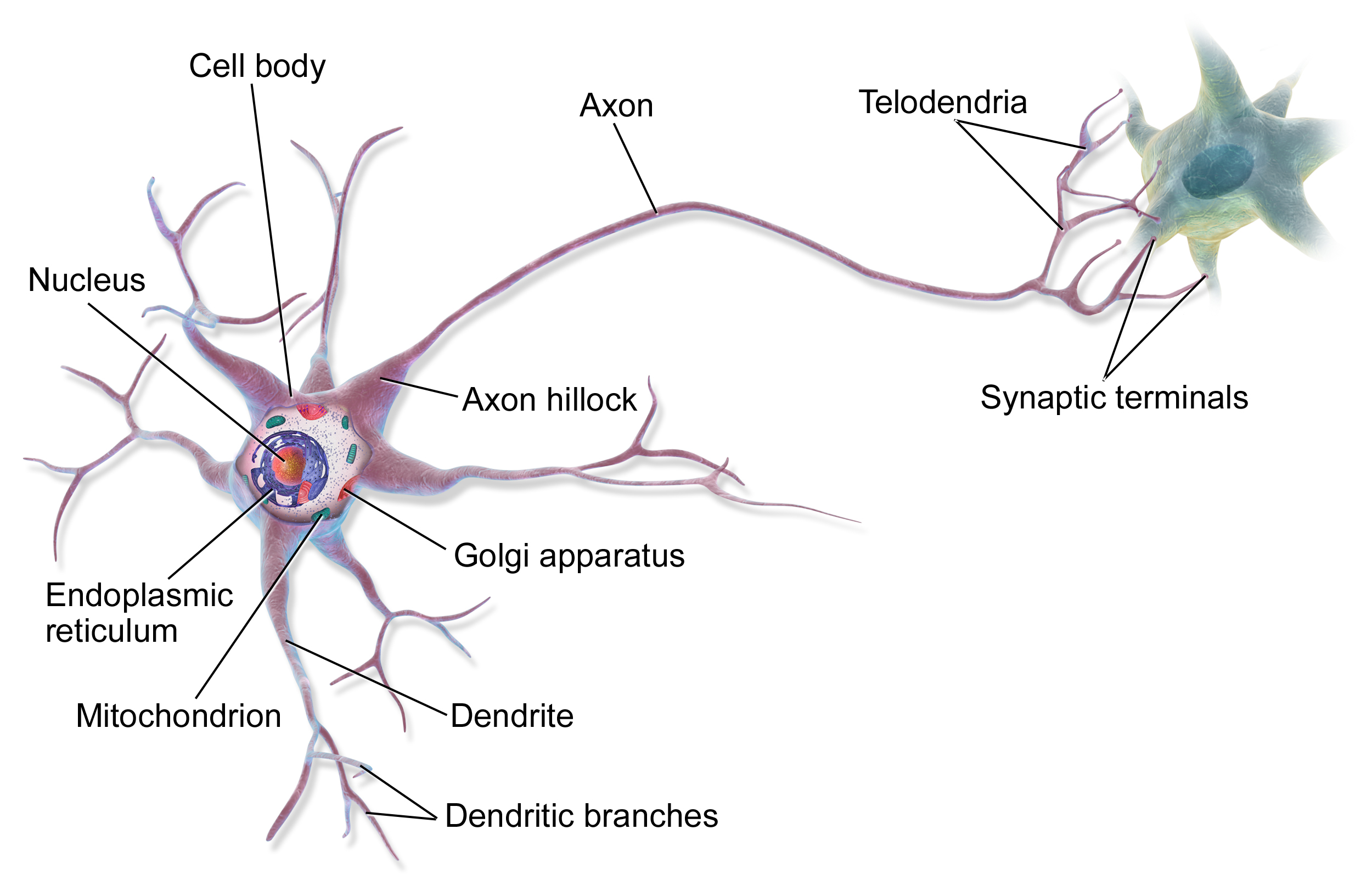 How Neurons Communicate